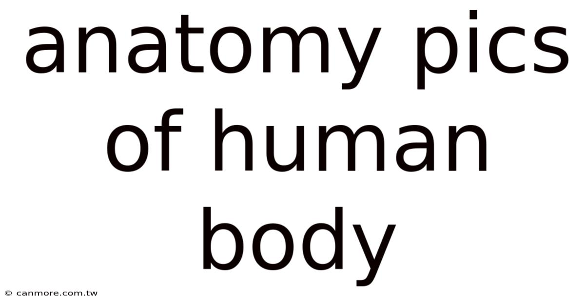 Anatomy Pics Of Human Body