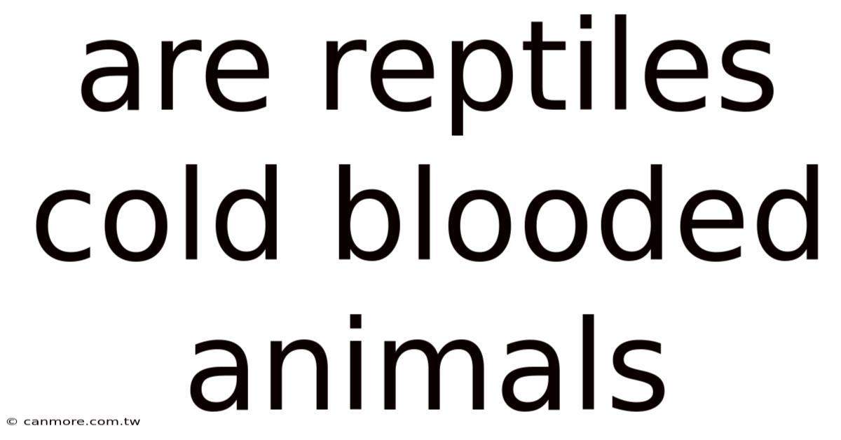 Are Reptiles Cold Blooded Animals