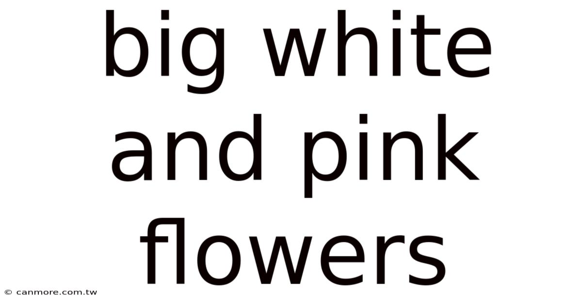 Big White And Pink Flowers