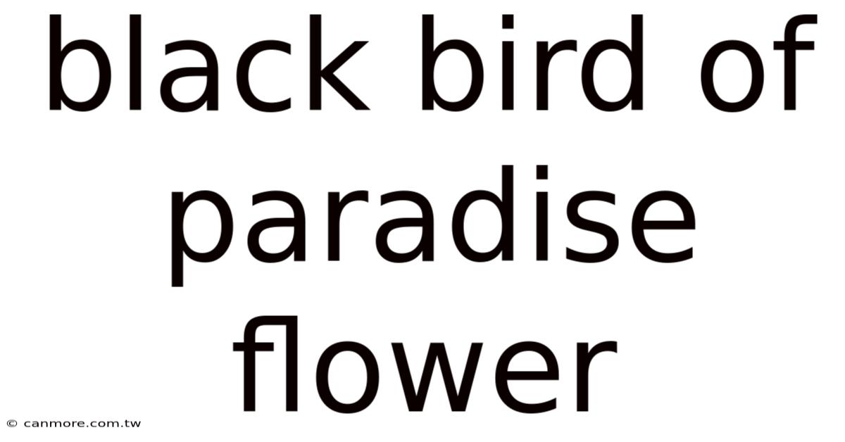 Black Bird Of Paradise Flower