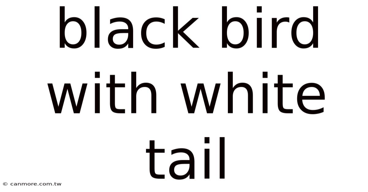 Black Bird With White Tail