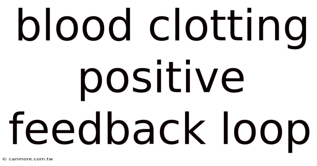 Blood Clotting Positive Feedback Loop