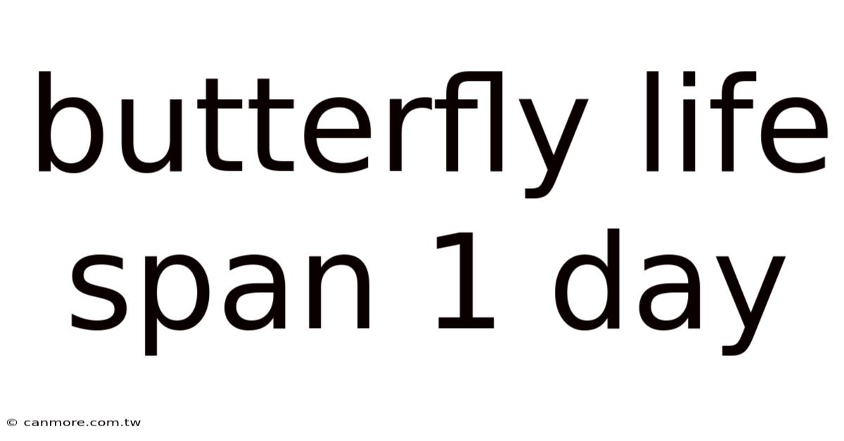 Butterfly Life Span 1 Day