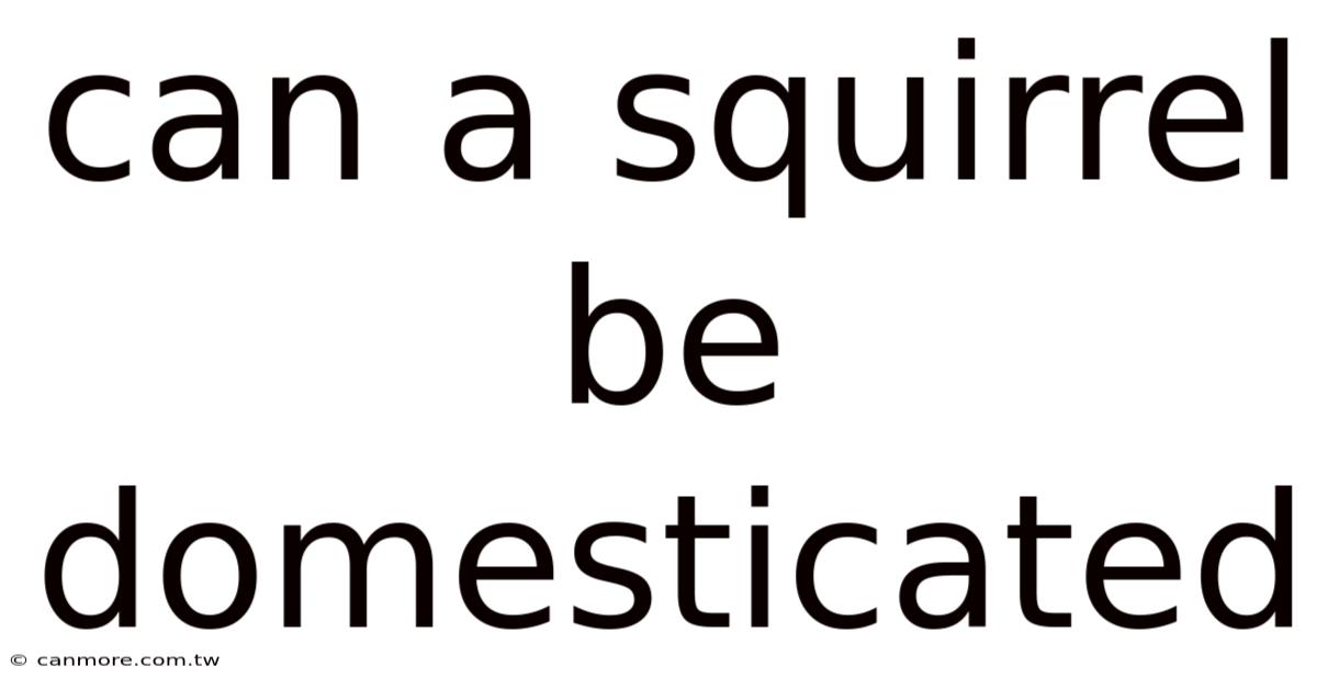 Can A Squirrel Be Domesticated