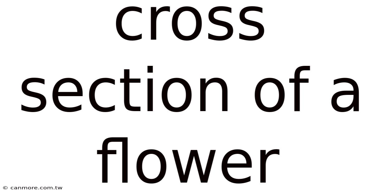 Cross Section Of A Flower