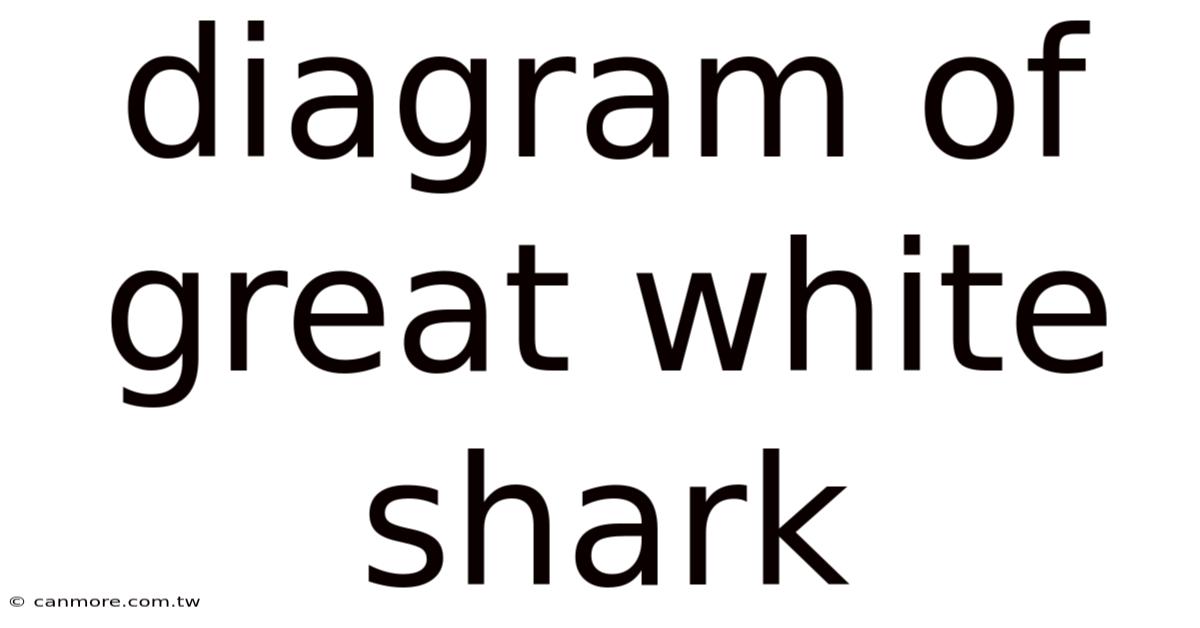 Diagram Of Great White Shark