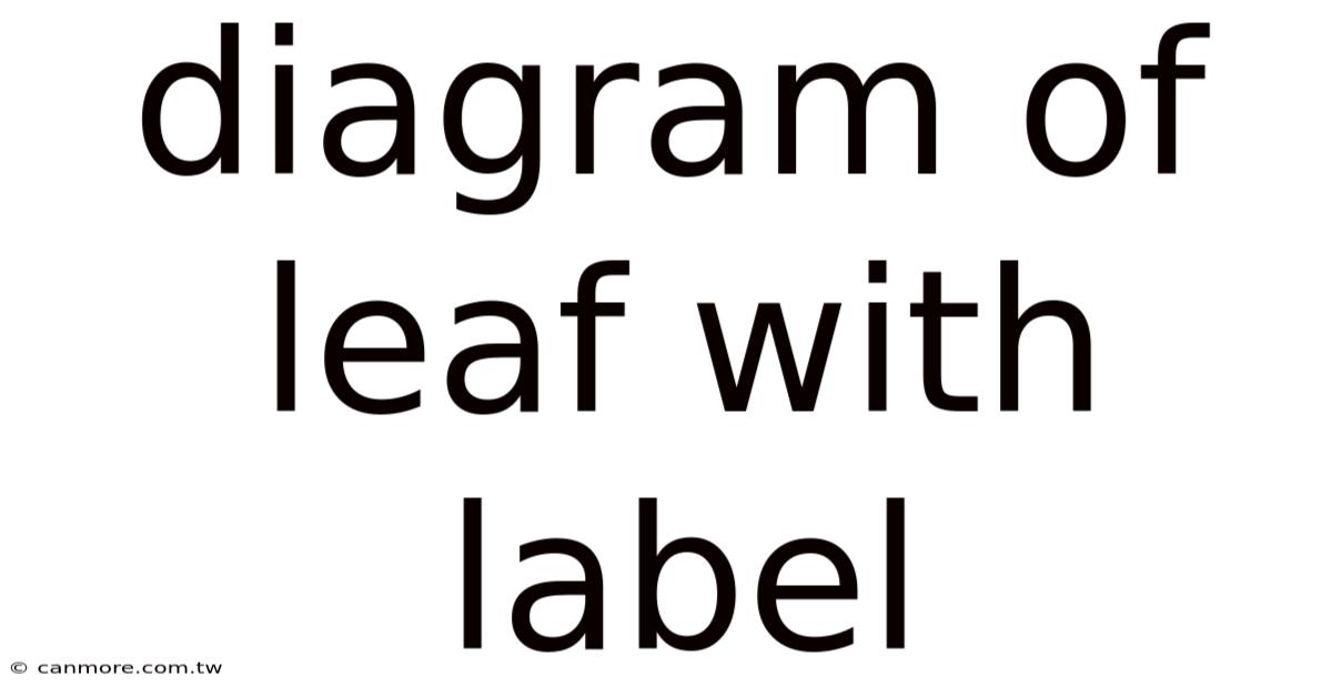 Diagram Of Leaf With Label