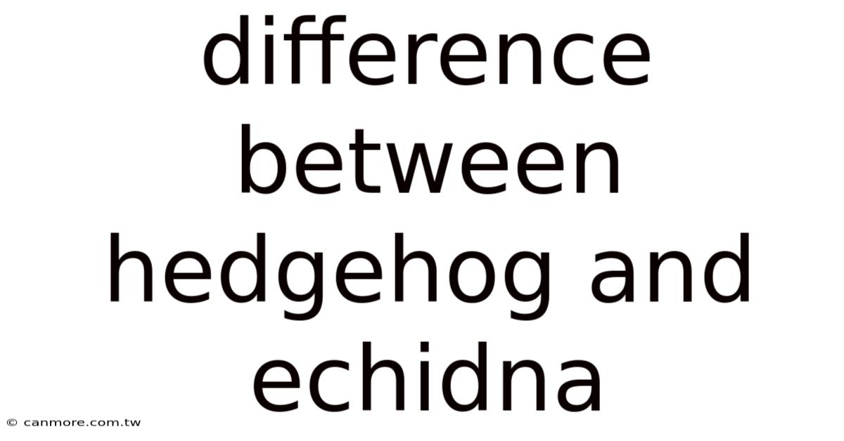 Difference Between Hedgehog And Echidna