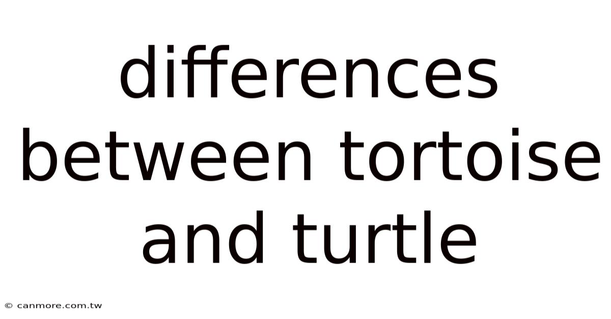 Differences Between Tortoise And Turtle
