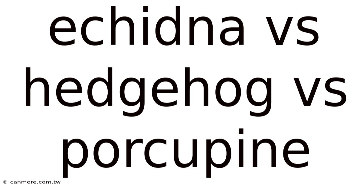 Echidna Vs Hedgehog Vs Porcupine
