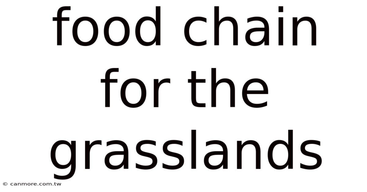 Food Chain For The Grasslands