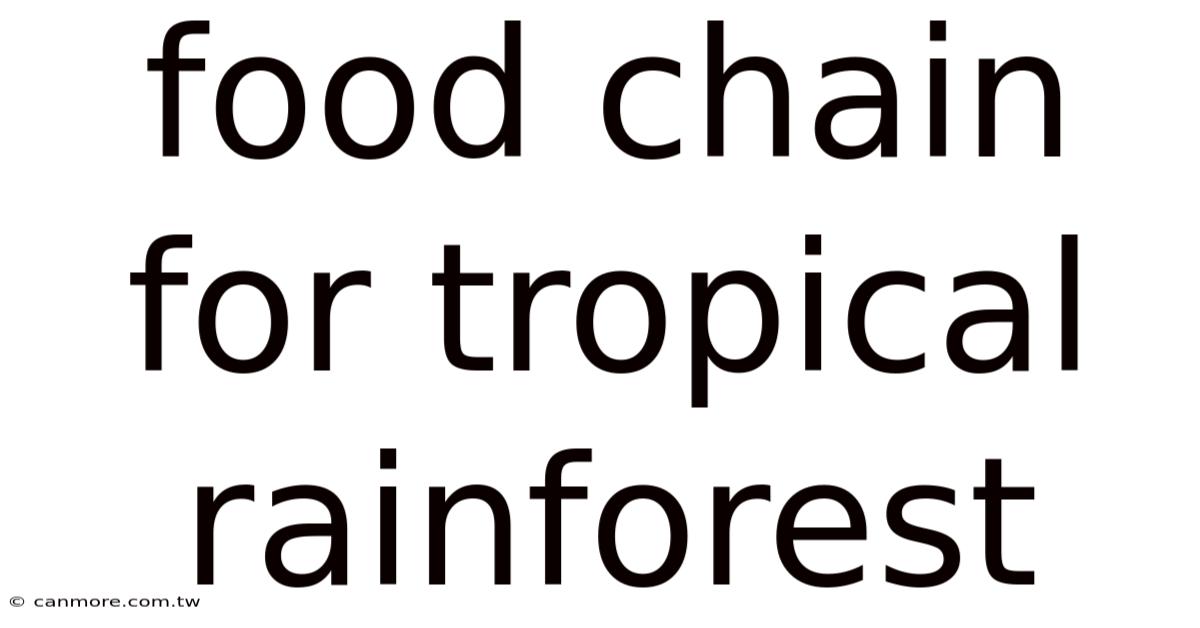 Food Chain For Tropical Rainforest