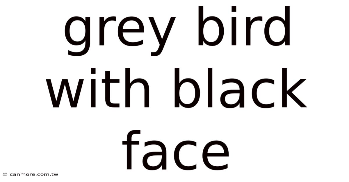 Grey Bird With Black Face