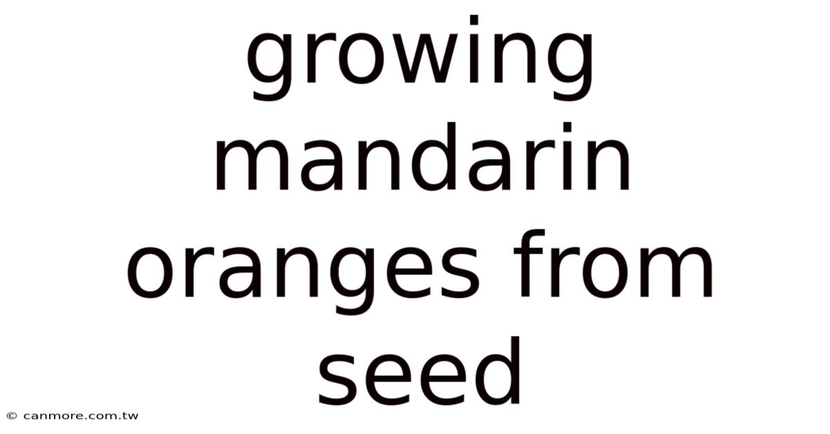 Growing Mandarin Oranges From Seed