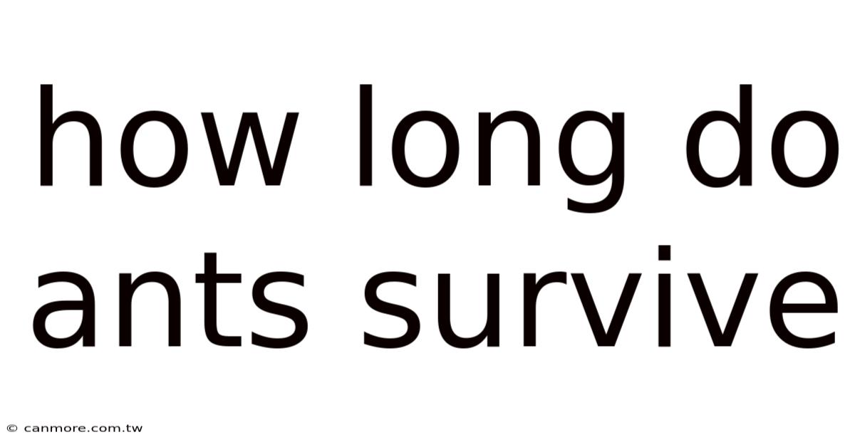 How Long Do Ants Survive