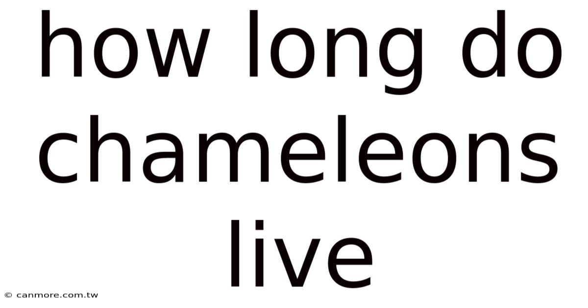 How Long Do Chameleons Live