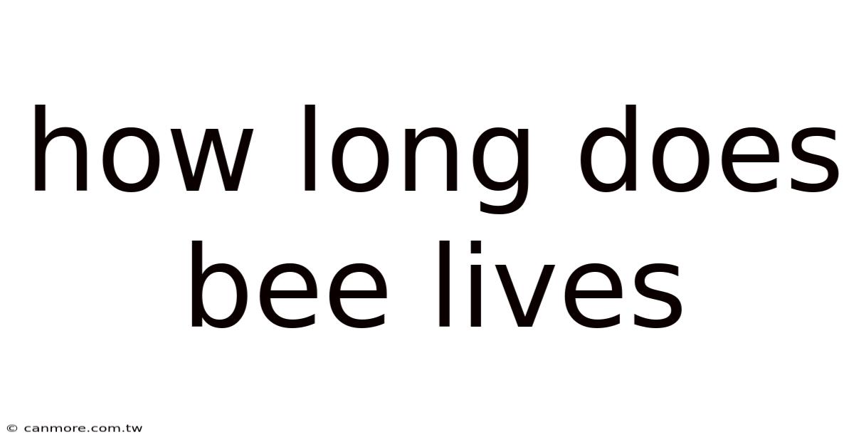 How Long Does Bee Lives