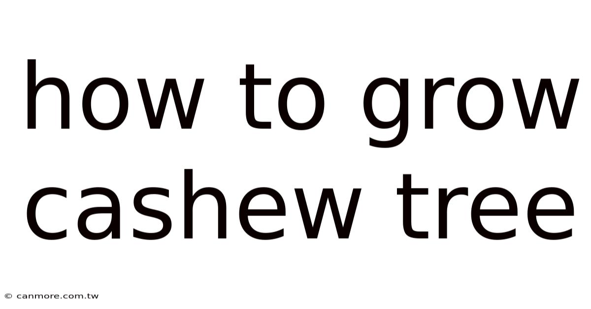 How To Grow Cashew Tree