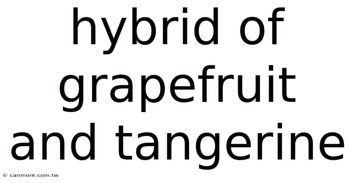 Hybrid Of Grapefruit And Tangerine