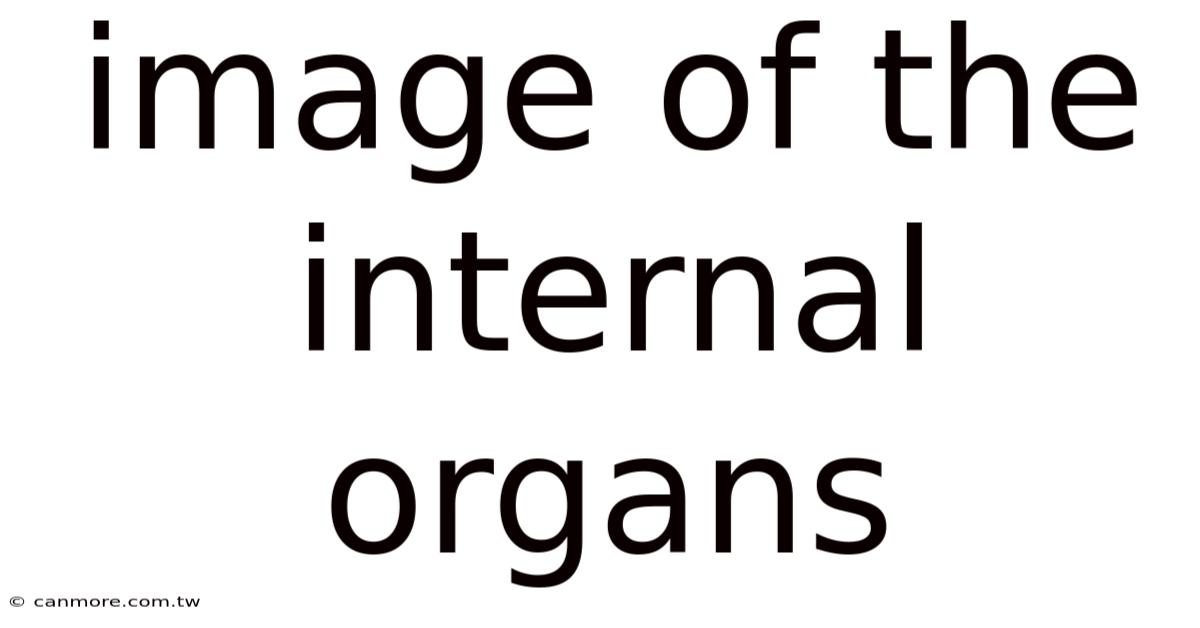Image Of The Internal Organs