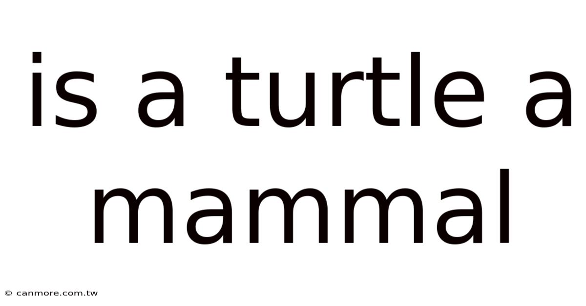 Is A Turtle A Mammal