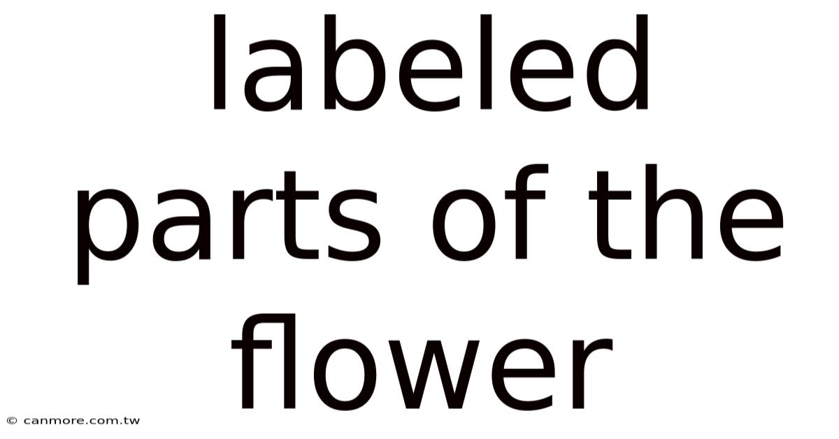 Labeled Parts Of The Flower