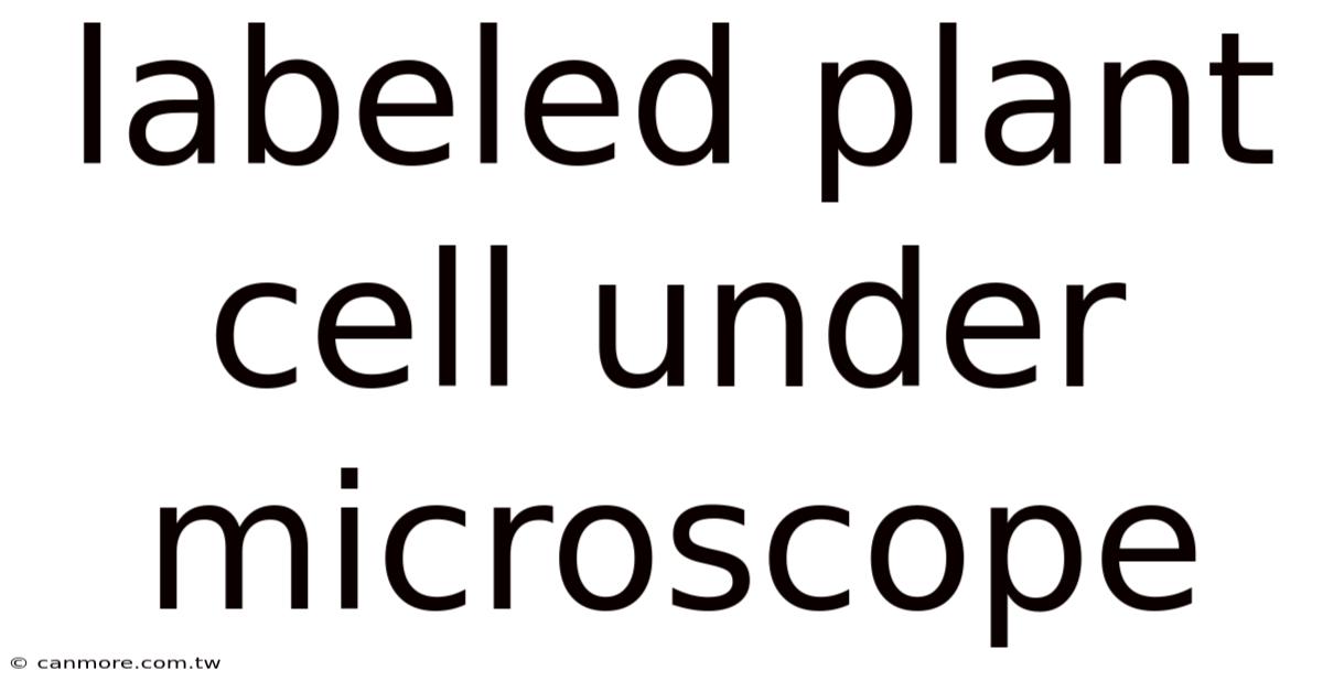 Labeled Plant Cell Under Microscope