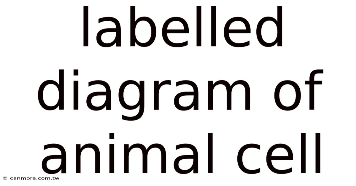 Labelled Diagram Of Animal Cell