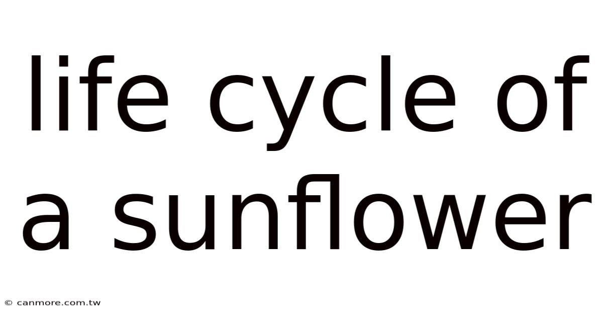 Life Cycle Of A Sunflower