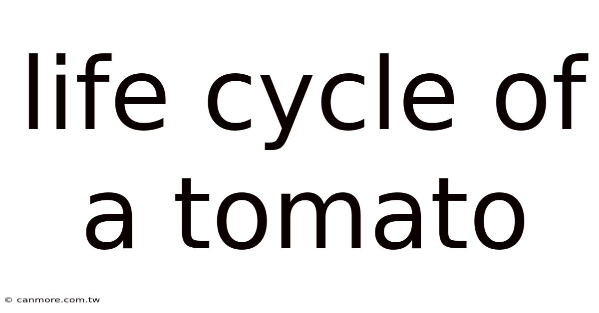 Life Cycle Of A Tomato