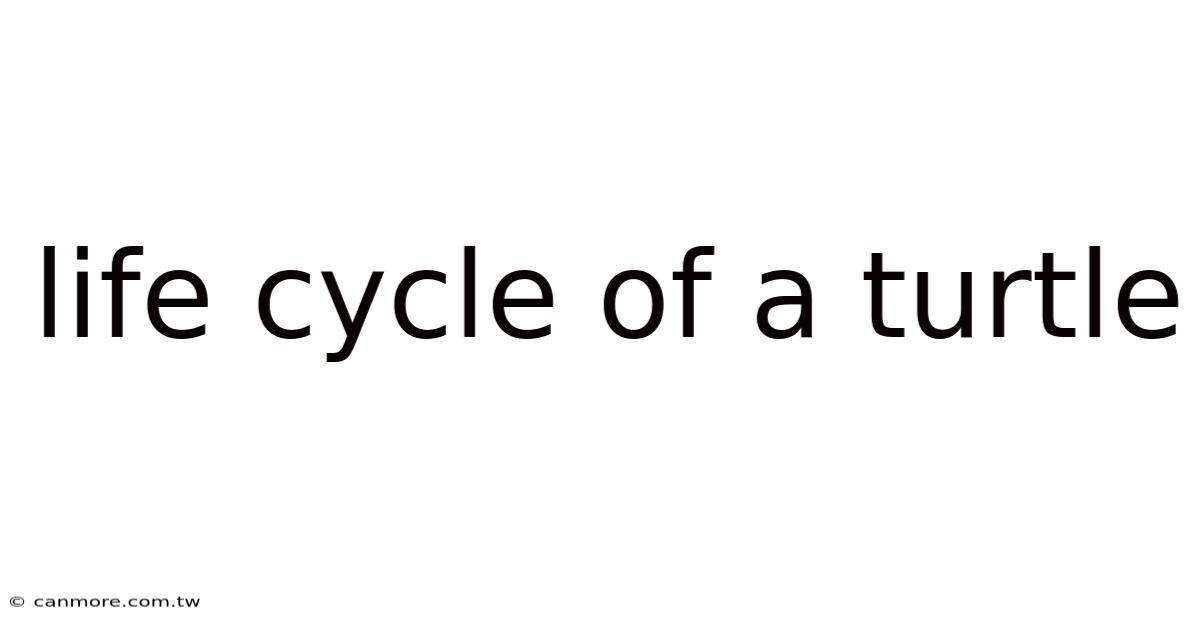 Life Cycle Of A Turtle