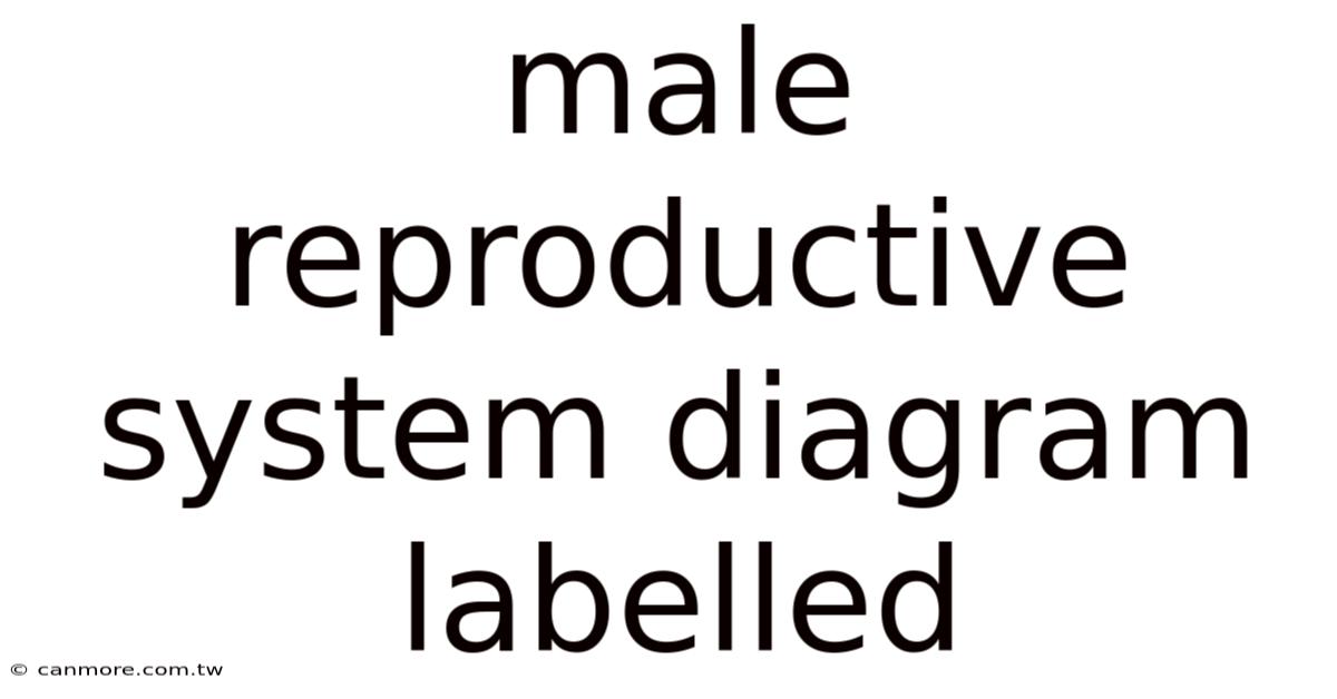 Male Reproductive System Diagram Labelled