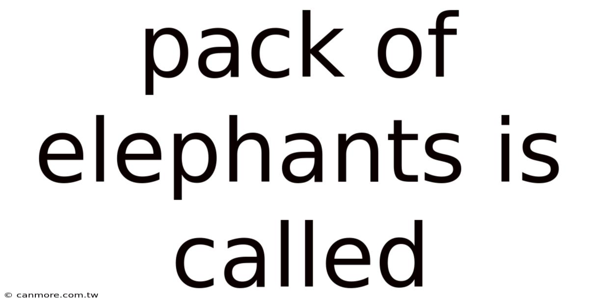 Pack Of Elephants Is Called
