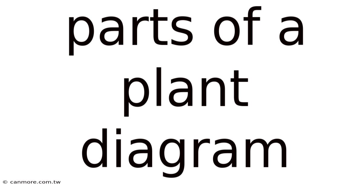 Parts Of A Plant Diagram