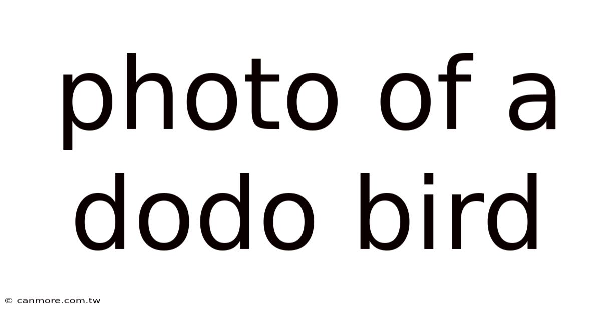 Photo Of A Dodo Bird