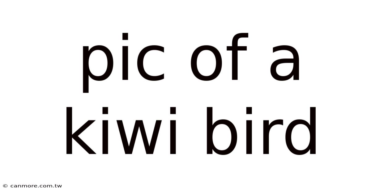 Pic Of A Kiwi Bird