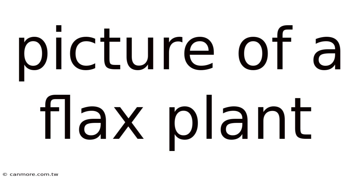 Picture Of A Flax Plant