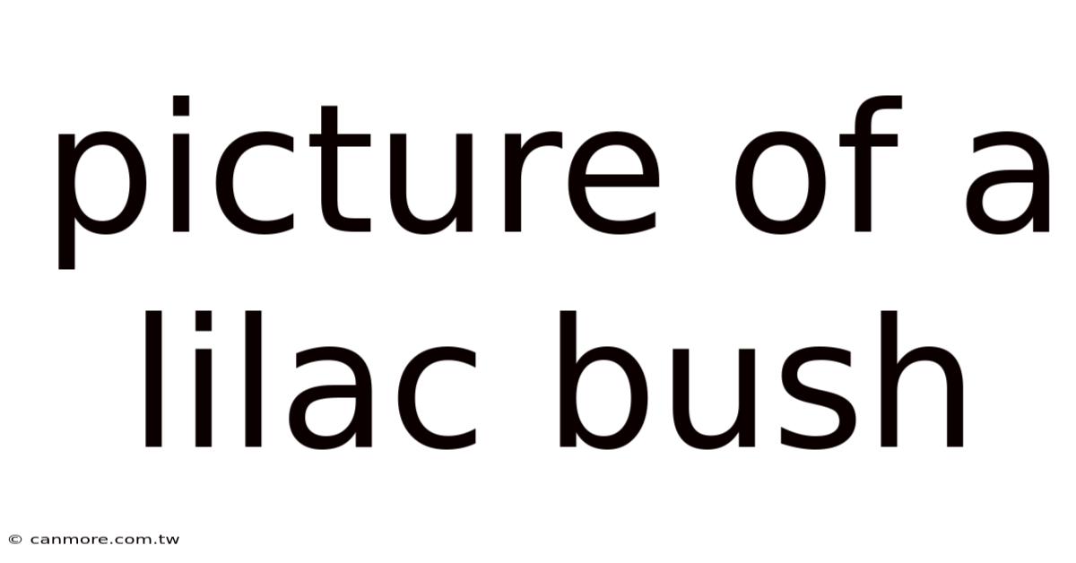 Picture Of A Lilac Bush