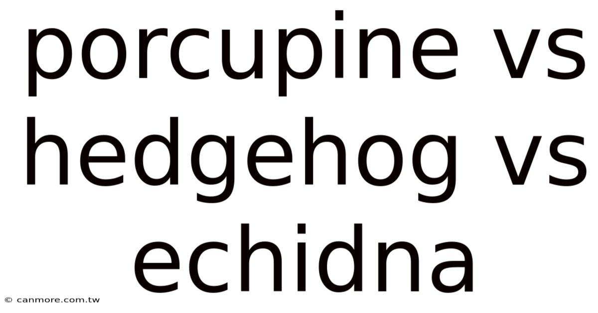 Porcupine Vs Hedgehog Vs Echidna