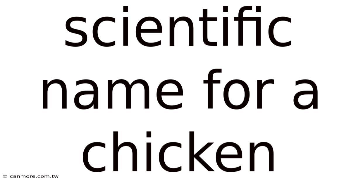Scientific Name For A Chicken