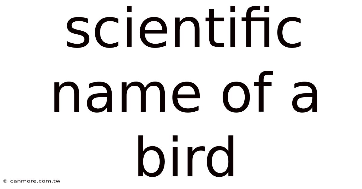 Scientific Name Of A Bird