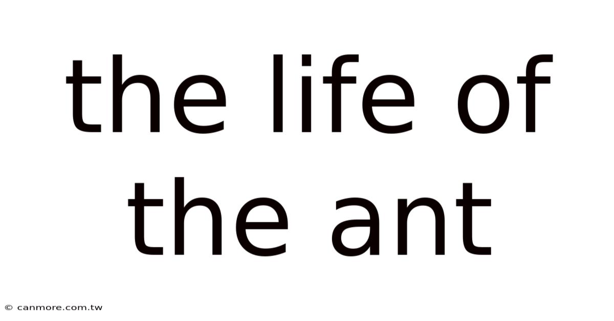 The Life Of The Ant