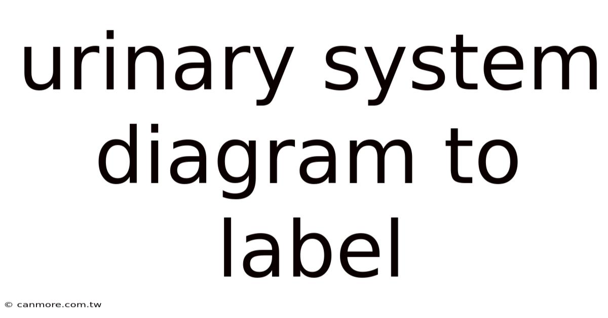 Urinary System Diagram To Label