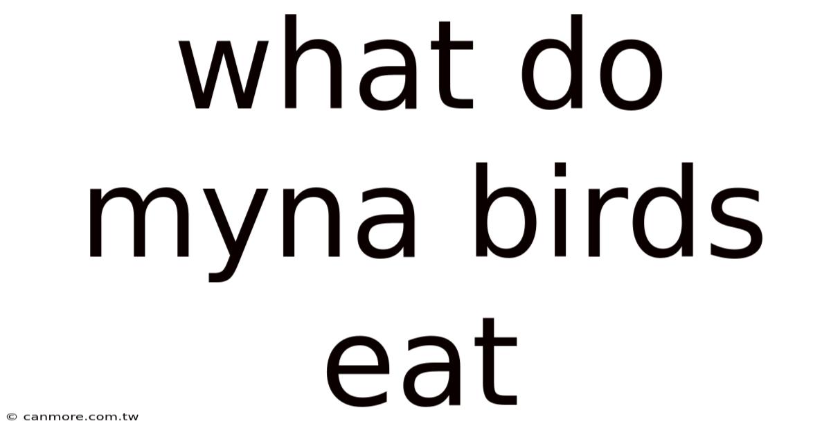 What Do Myna Birds Eat
