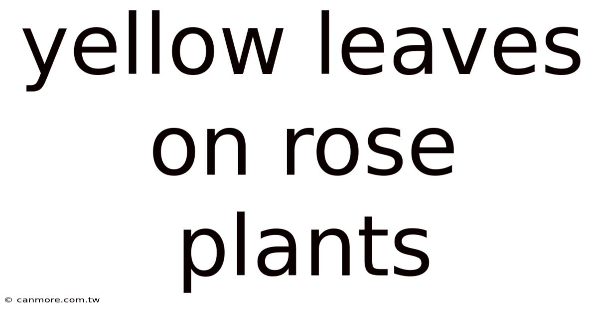 Yellow Leaves On Rose Plants
